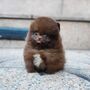 Šteniatka pomeranian na adopciu