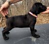 Cane corso šteniatká
