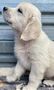 Zlatý retriever/ Golden retriever