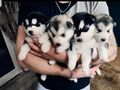 Sibirsky husky