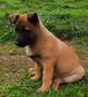 Belgický ovčiak-malinois