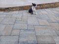 Boston terrier