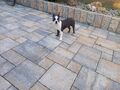Boston terrier
