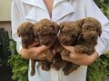 Pudel_ poodle