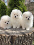 Pomeranian