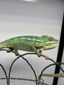 Chameleoni pardálí (Ambilobe) – k odběru ihned