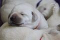 Labrador retriever s rodokmeňom pôvodu