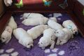 Labrador retriever s rodokmeňom pôvodu
