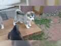 Sibírsky husky